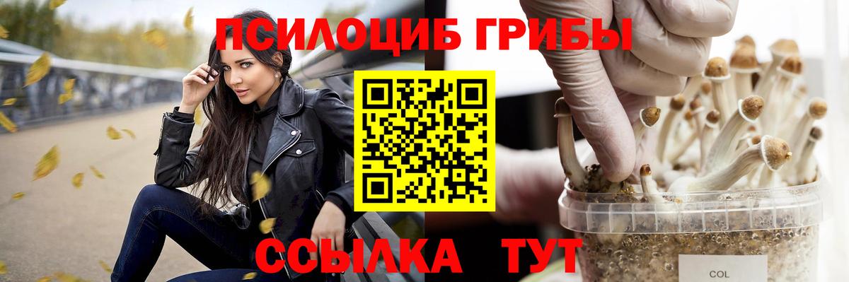 Курганинск  где купить наркоту  Вход с VPN  Псилоцибиновые грибы Psilocybine cubensis 